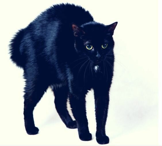 Видят ли кошки призраков?