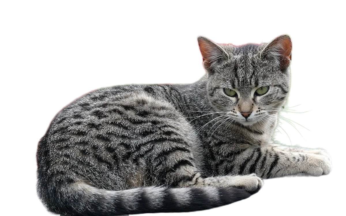 Удаление фона на фотографии или картинке онлайн: руководство для ПК