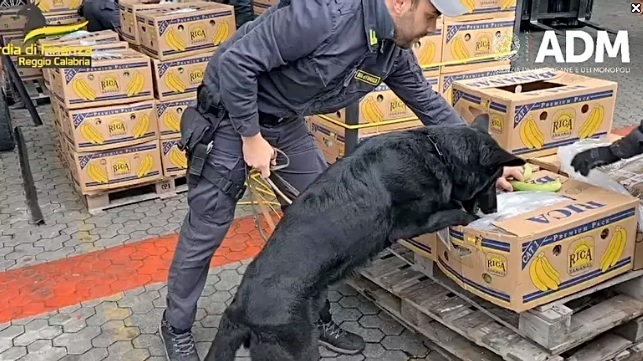 Итальянская полицейская собака вынюхала 3 тонны кокаина, спрятанные в партии бананов
