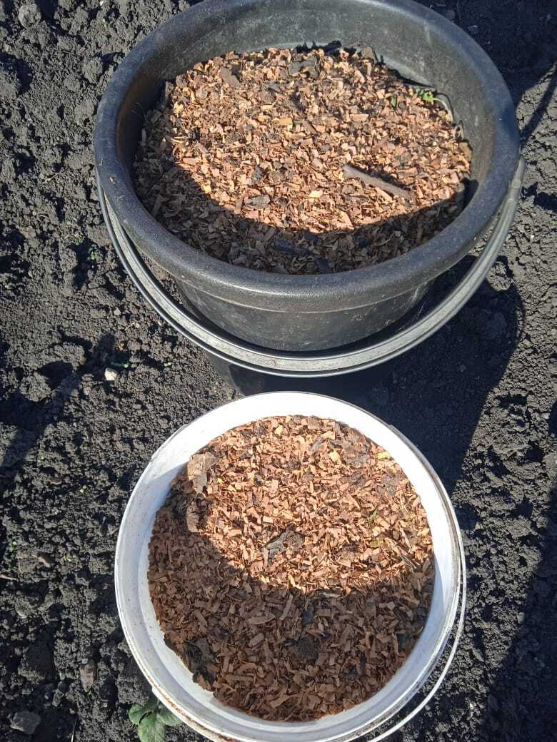 Опилки в помощь: мой секрет чистого урожая клубники. Делюсь своим опытом и получаю гонорар за публикацию 1000 рублей.