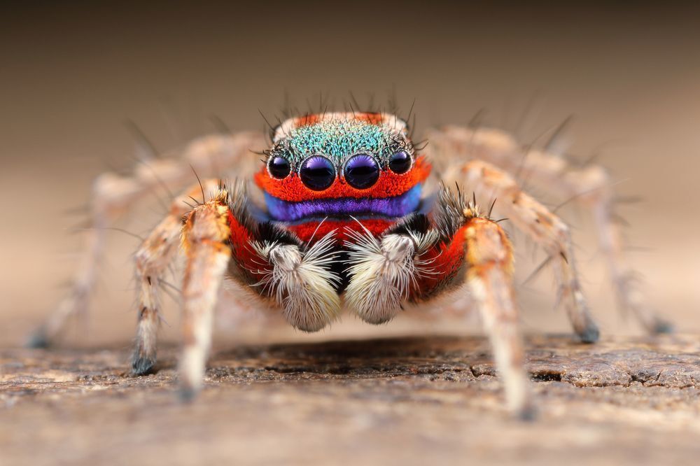 Паучок скакун.