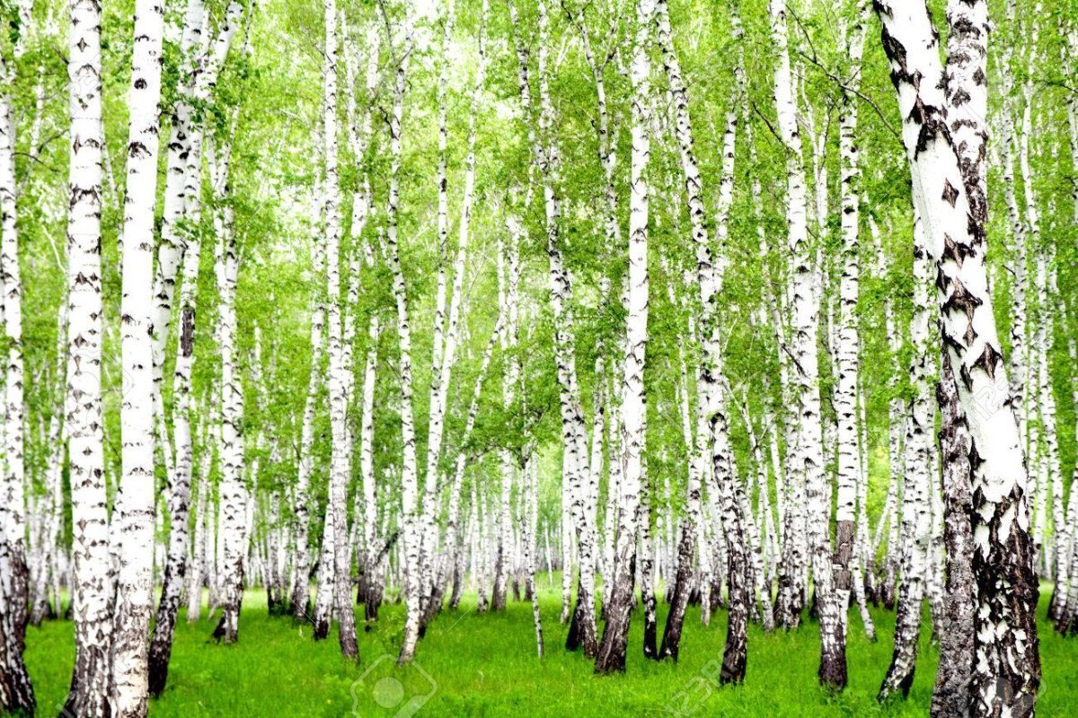 Берёзовые веники, шишки и истории.