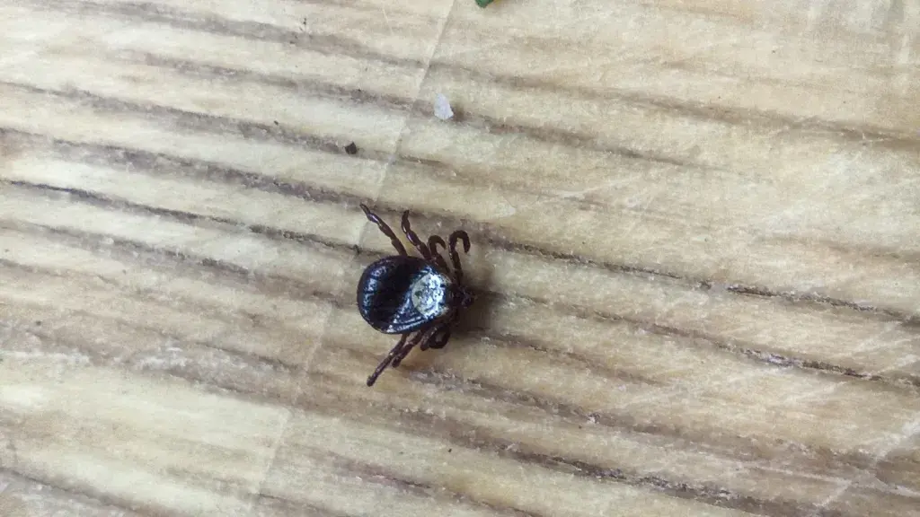 "Чумных клещей не существует: как не поддаться панике и защитить себя при походах в лесу"