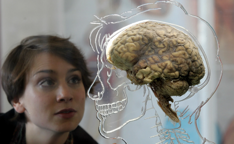 10 удивительных фактов о человеческом мозге