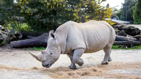 2000 белых носорогов, находящихся под угрозой исчезновения, будут проданы с аукциона