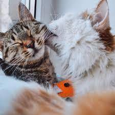 От чего зависит можно ли ожидать от партнера эмоциональной поддержки.