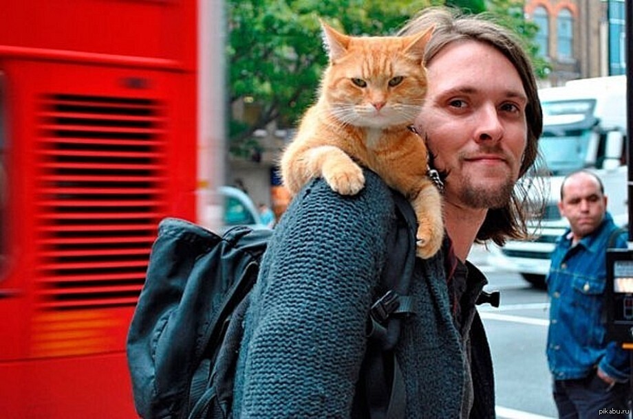 Уличный кот по кличке Боб