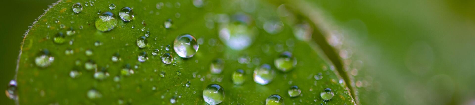 Советы по фотосъемке растений для собственного сада