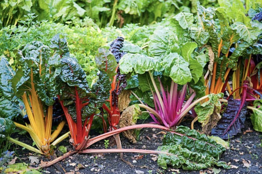 Мангольд. Что это за овощ и с чем его едят?