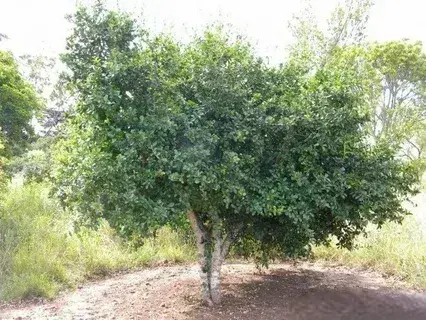 Статья про довиалис