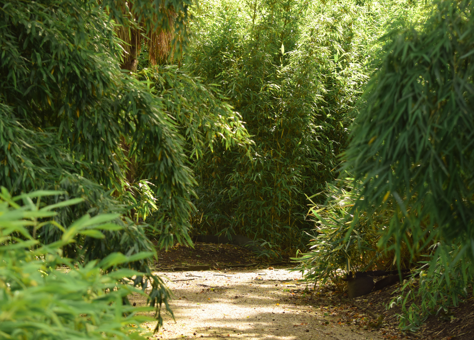 Что нужно знать о бамбуке