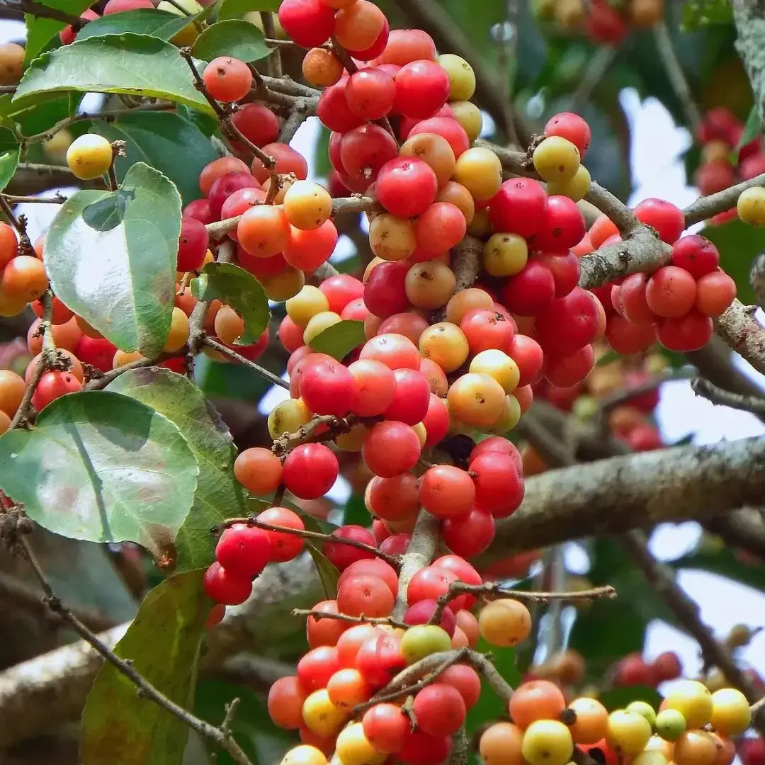 Статья про флакуртию