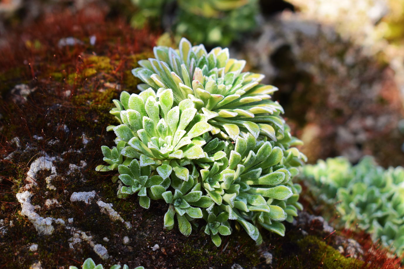 Советы по фотосъемке растений для собственного сада
