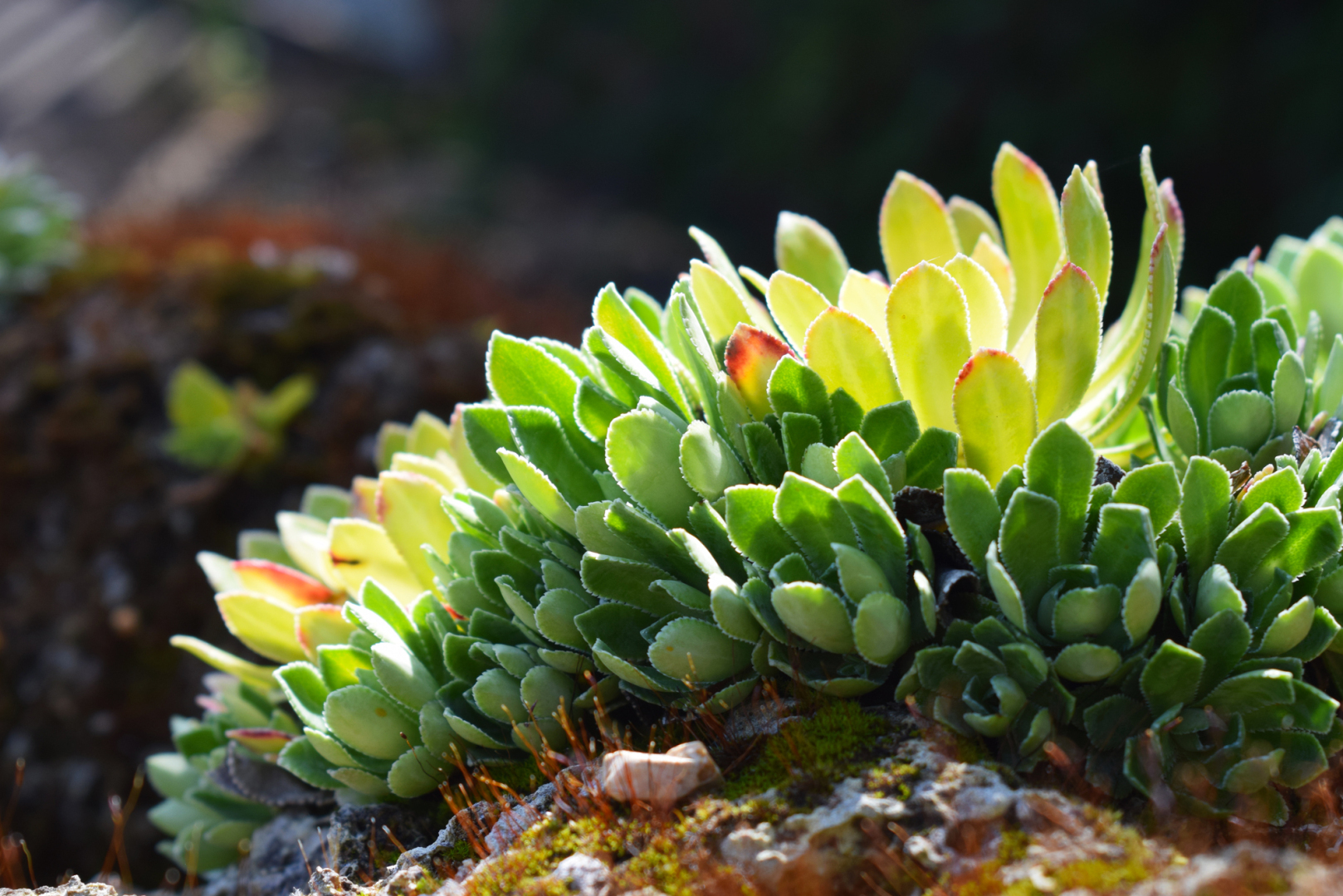 Советы по фотосъемке растений для собственного сада