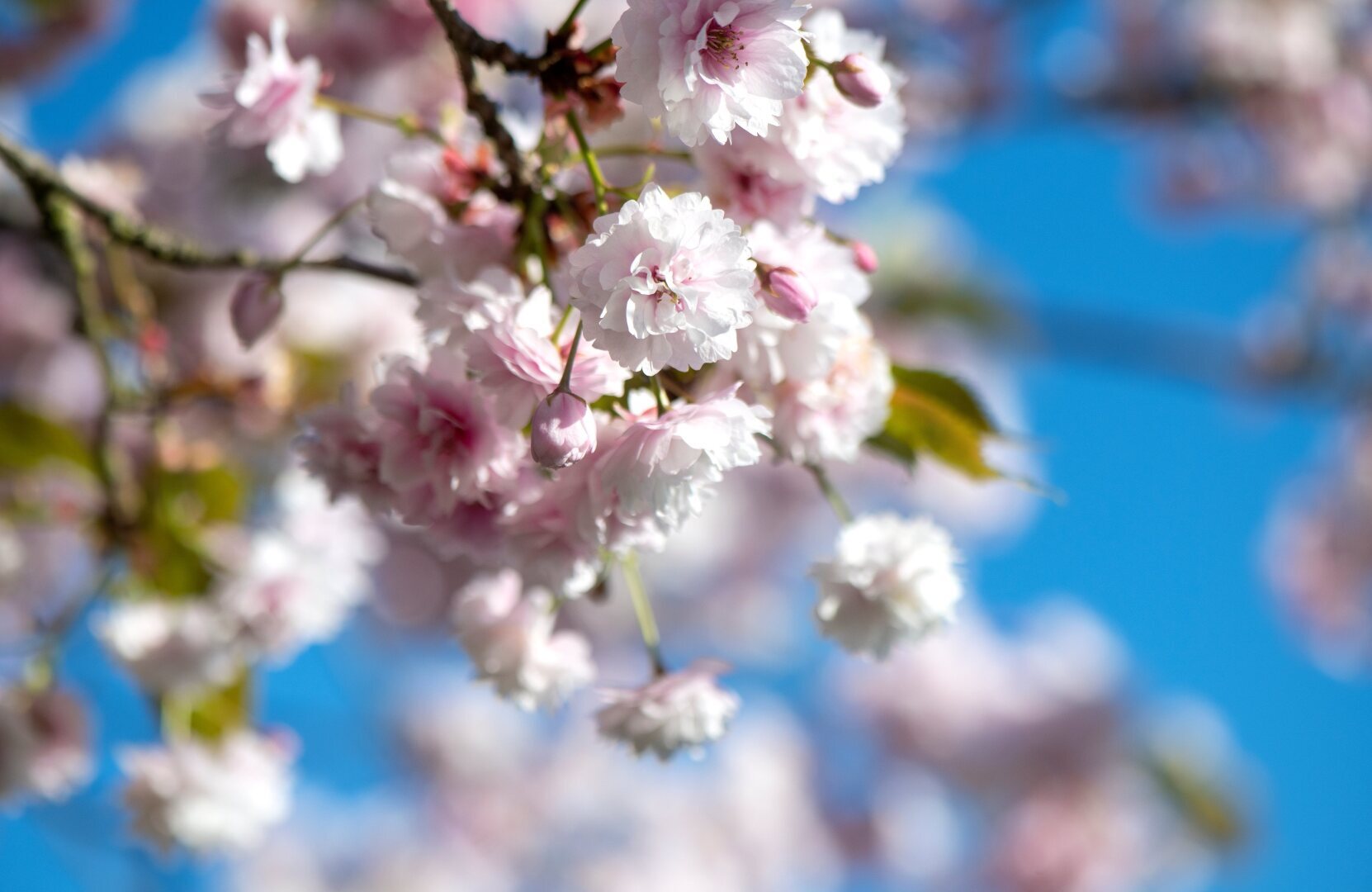 Советы по фотосъемке растений для собственного сада