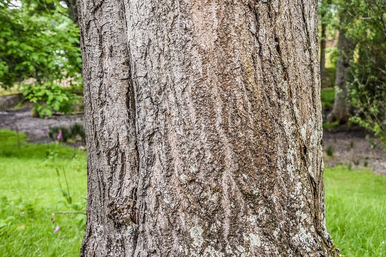 Статья про тополь