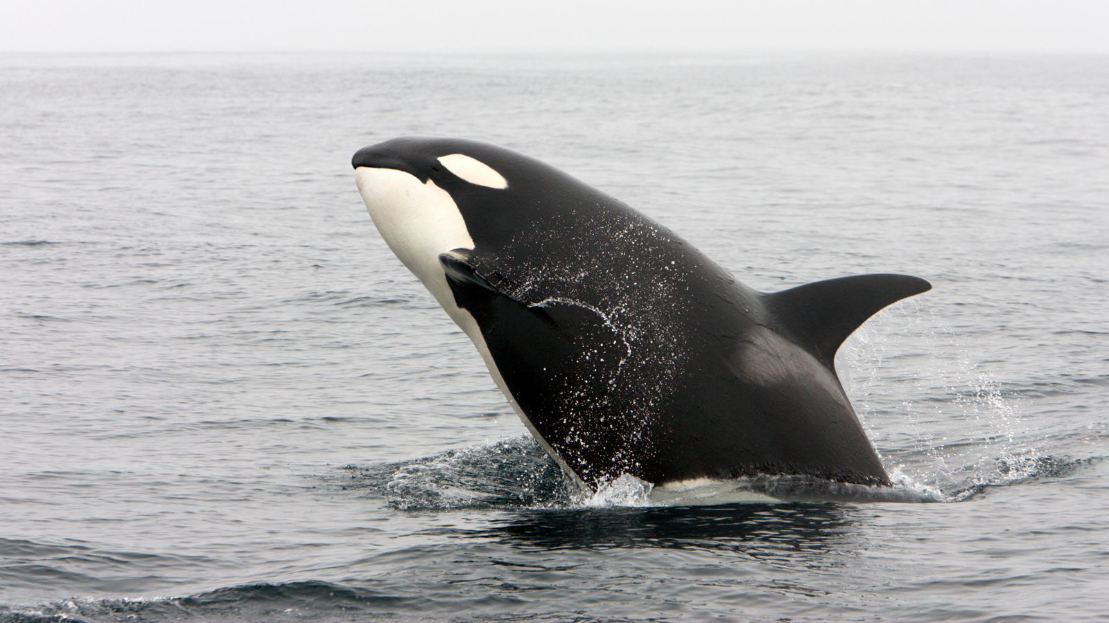 Стая косаток. Красивые картинки косатка и водоросли. Spongebob Killer Whale.