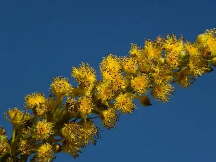 Статья про абатию