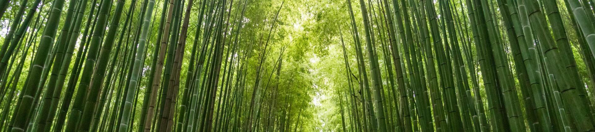 Что нужно знать о бамбуке
