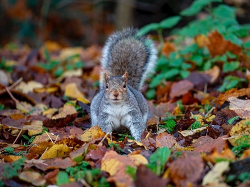 Эта белка 8 лет щелкала по их окну, пока семья не поняла, что она хотела показать.
