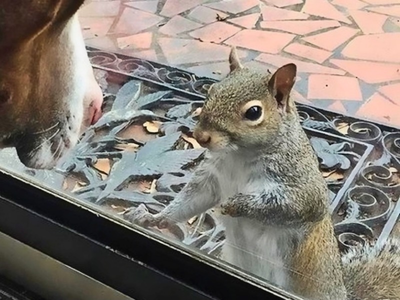 Эта белка 8 лет щелкала по их окну, пока семья не поняла, что она хотела показать.