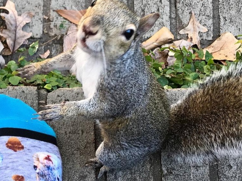 Эта белка 8 лет щелкала по их окну, пока семья не поняла, что она хотела показать.