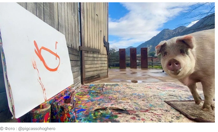 Гений в свинарнике: как свинья Пигкассо обогатила свою хозяйку на миллионы
