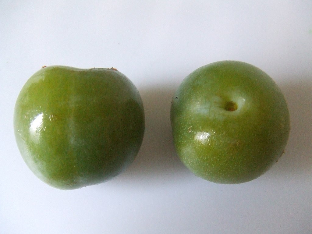 Статья про сливу