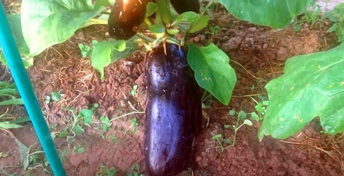 Подбираем сорт баклажанов: советы и рекомендации от профессионального агронома.