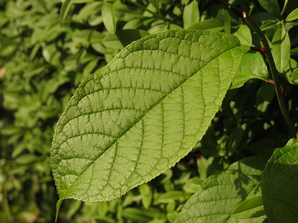 Статья про сливу