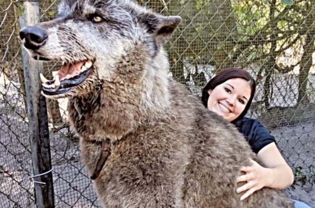 Приют для животных спас собаку, но после теста ДНК они узнали удивительную правду!