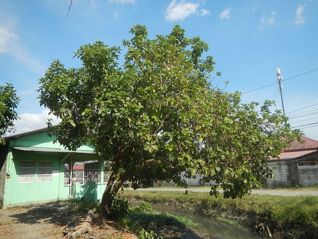 Статья про авокадо