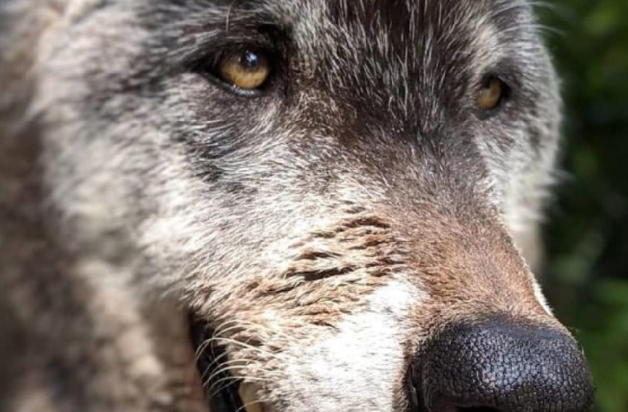 Приют для животных спас собаку, но после теста ДНК они узнали удивительную правду!