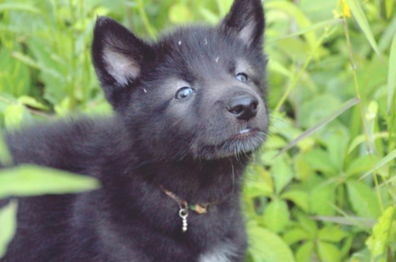 Приют для животных спас собаку, но после теста ДНК они узнали удивительную правду!