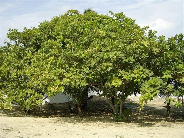 Статья про кешью