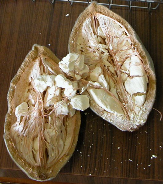 Статья про адансонию