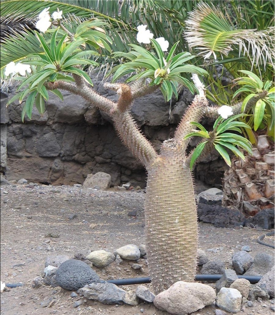 Статья про пахиподиум