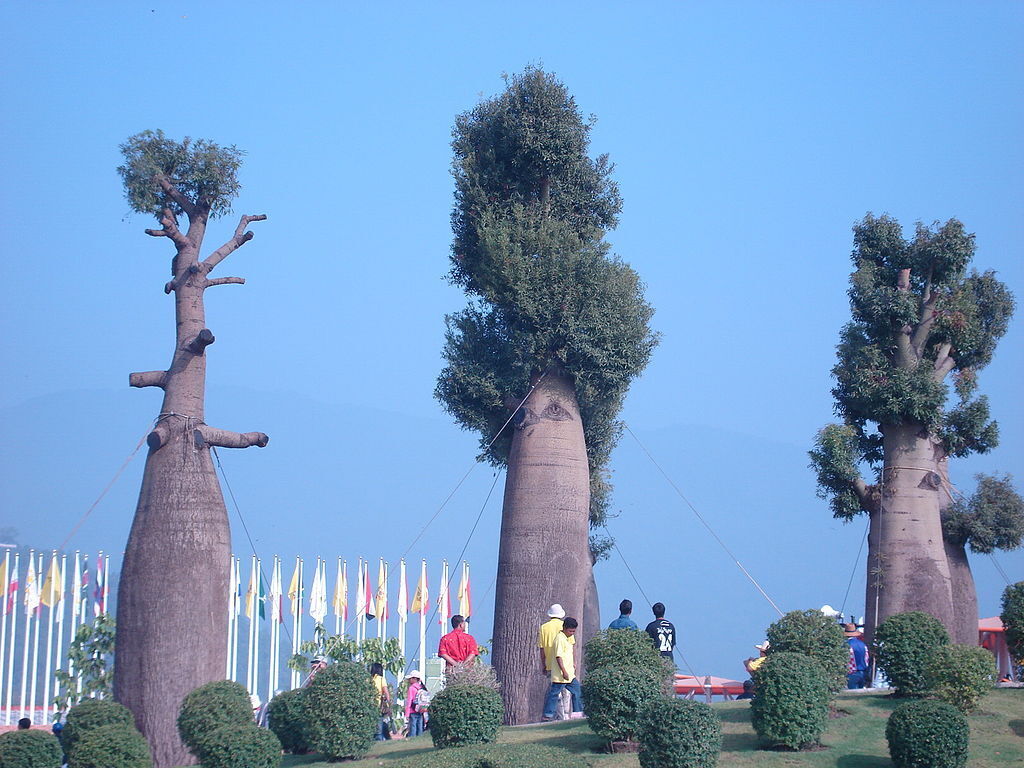 Статья про адансония грандидье