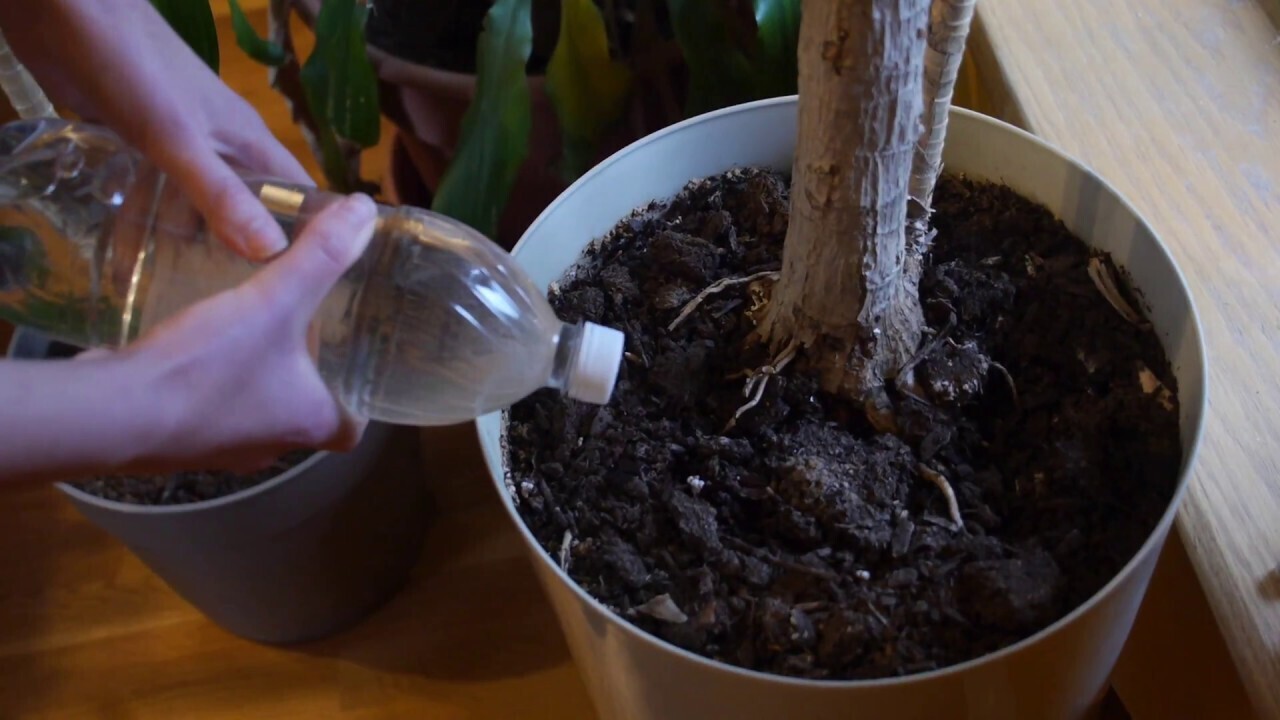 Раскройте свой зеленый палец: 15 лайфхаков, которые должен знать каждый садовник!