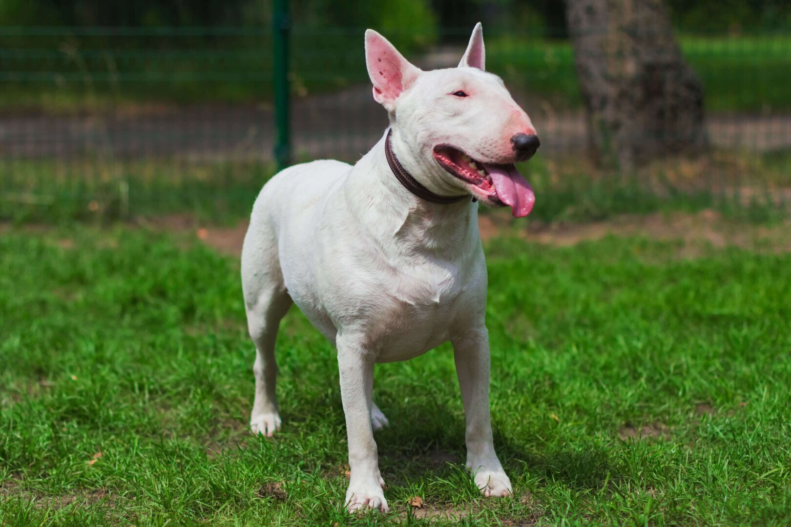 Зоозащитники,вы и дальше будете сюсюкать о жестоком обращении с животными? Собака насмерть загрызла свою хозяйку!