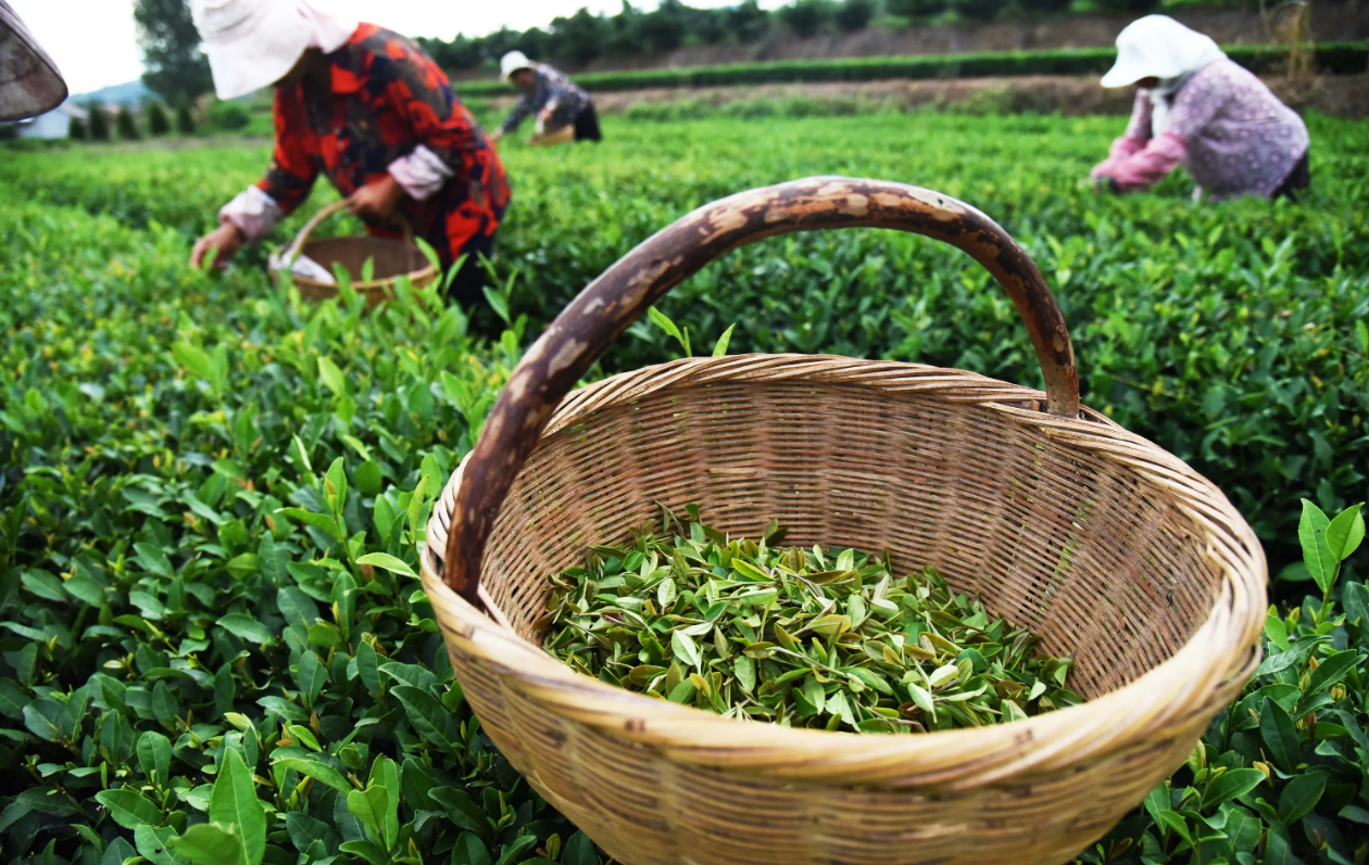 Какой чай полезней?