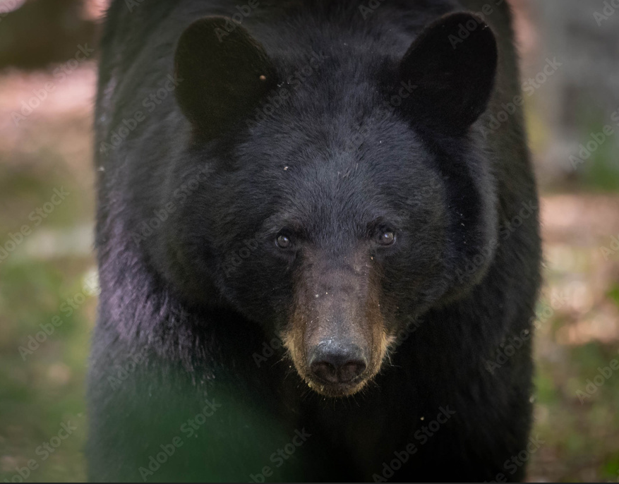 США Женщина серьезно пострадала при нападении медведя в Миннесоте