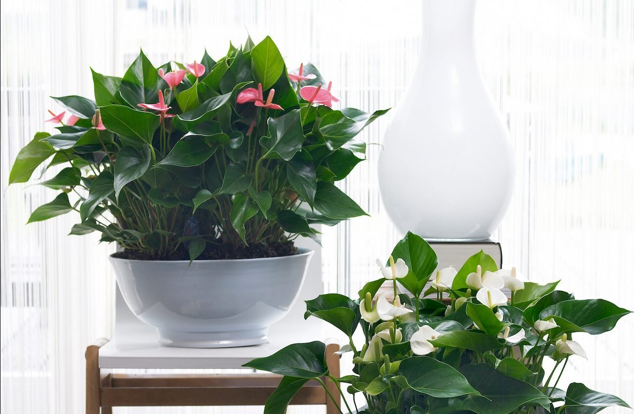 Два цветка, чтобы выйти замуж.