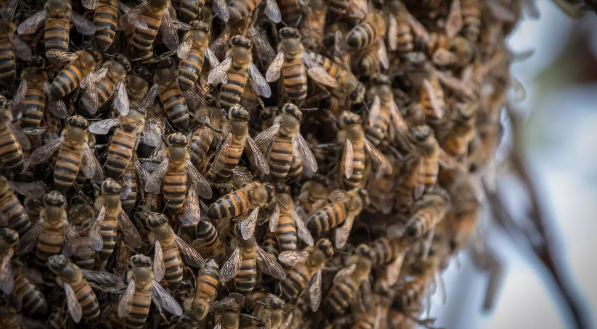 Пчелы-убийцы 250 раз ужалили человека в роевой атаке, но он выжил. Как?