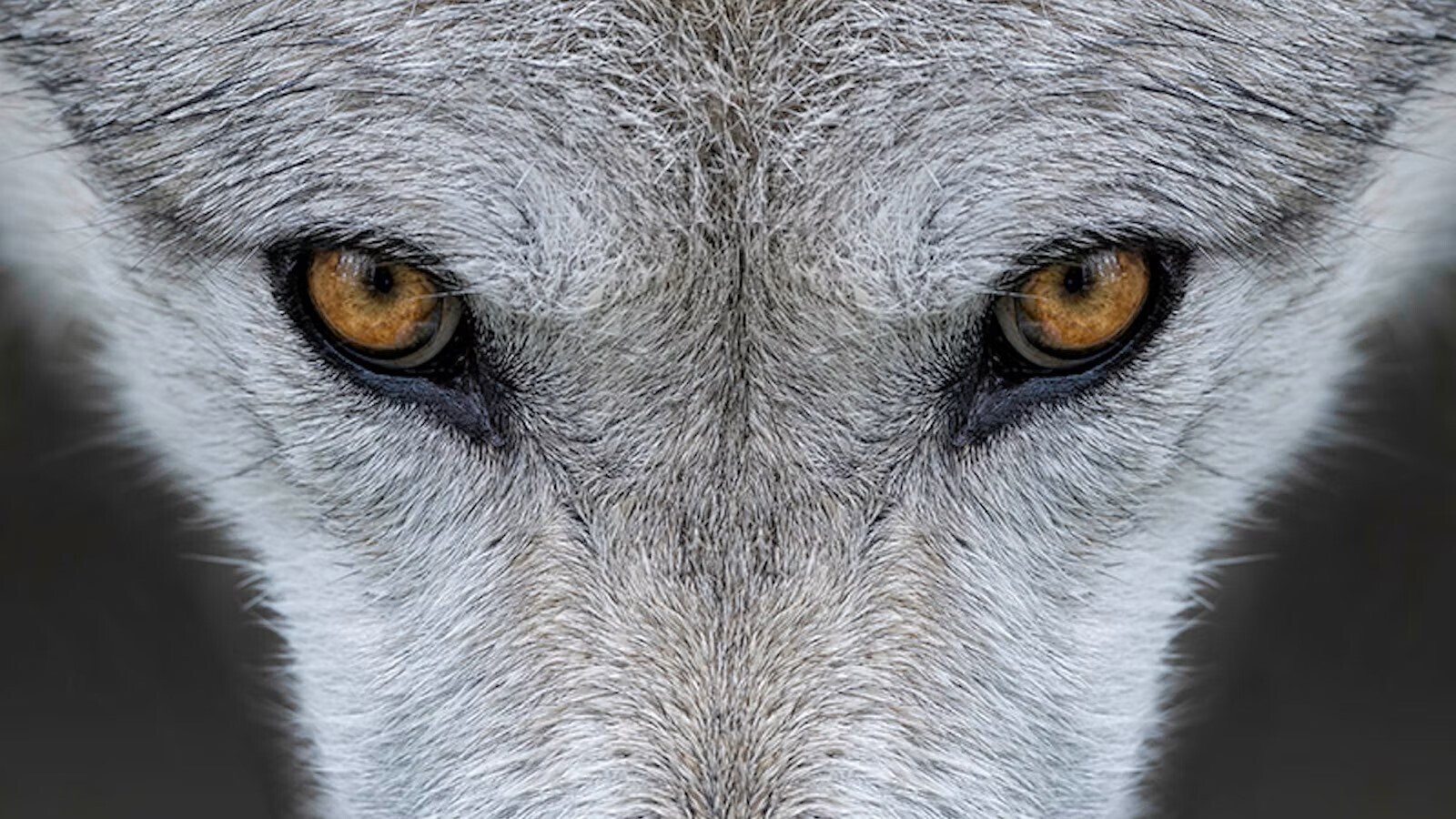 Что делает нас смелыми?