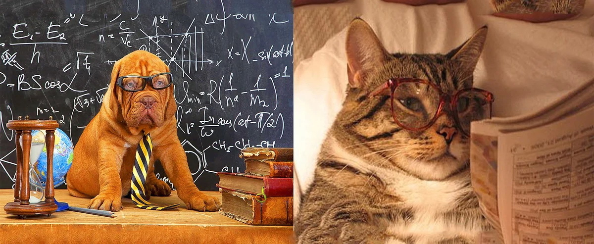 Наши домашние любимчики - кошки или собаки. Но кто же из них умнее???