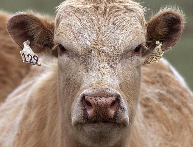 Коровы — это, по большей части, ходячие бифштексы