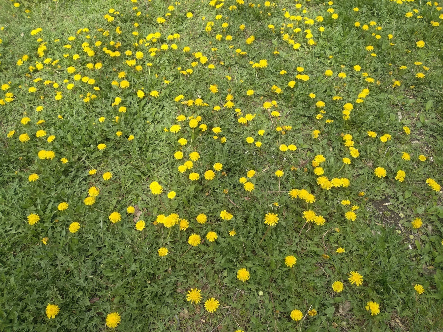 Город весной