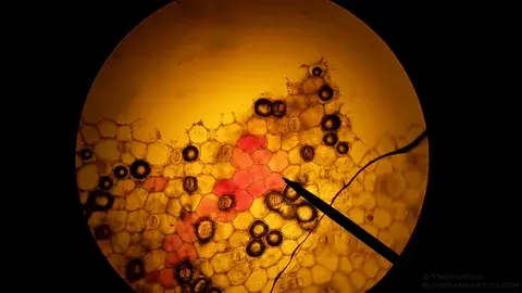 Тестостерон это ?