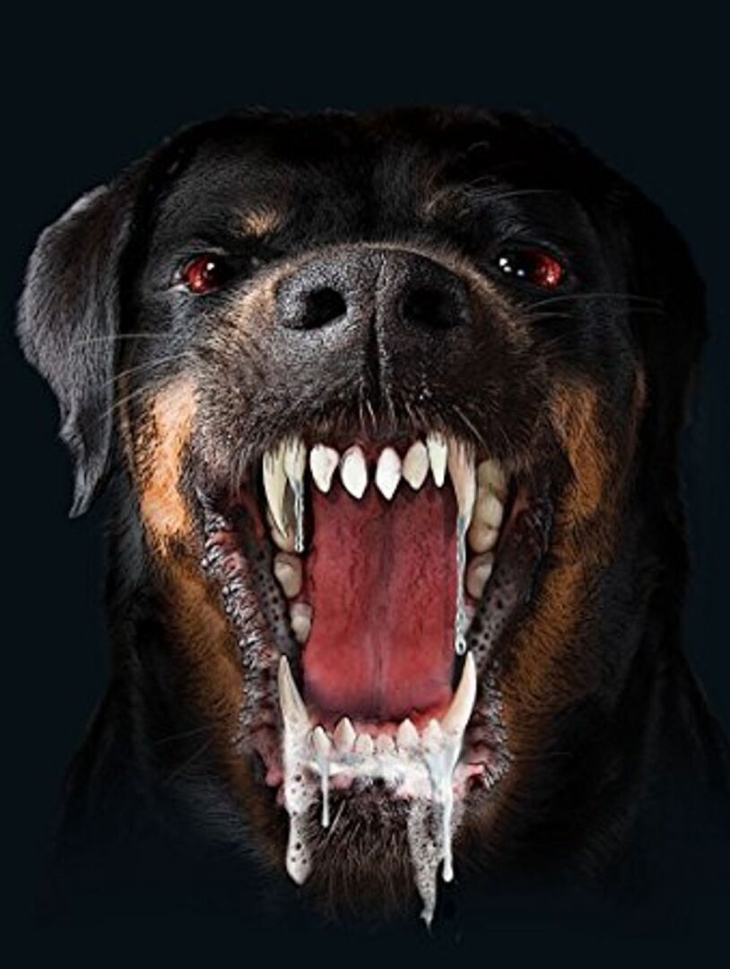 Собаки – убийцы! Живое оружие! Стоит ли запретить разведение таких животных?